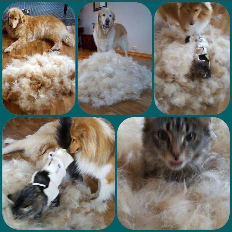 Twin king EKSTRA FINE 2in!