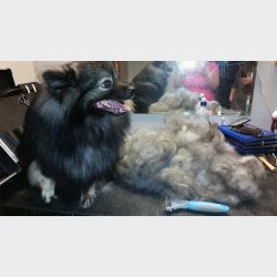 Twin king EKSTRA FINE 2in!