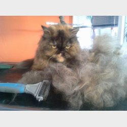 Twin king EKSTRA FINE 2in!