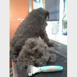 DANISH TWIN KING 2in1