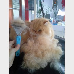 DANISH TWIN KING 2in1