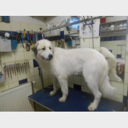 DANISH TWIN KING 2in1