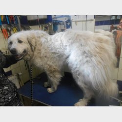 DANISH TWIN KING 2in1