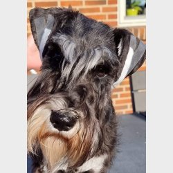  re tape, 2.5cm x 9.2m Ear tape, 2.5cm x 9.2m