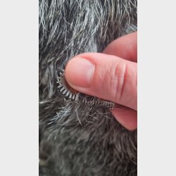 ROCK'N'ROLL-revolution SKR KNIV