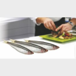 SPRATTS dse - 100% kd 800g (Brisling)